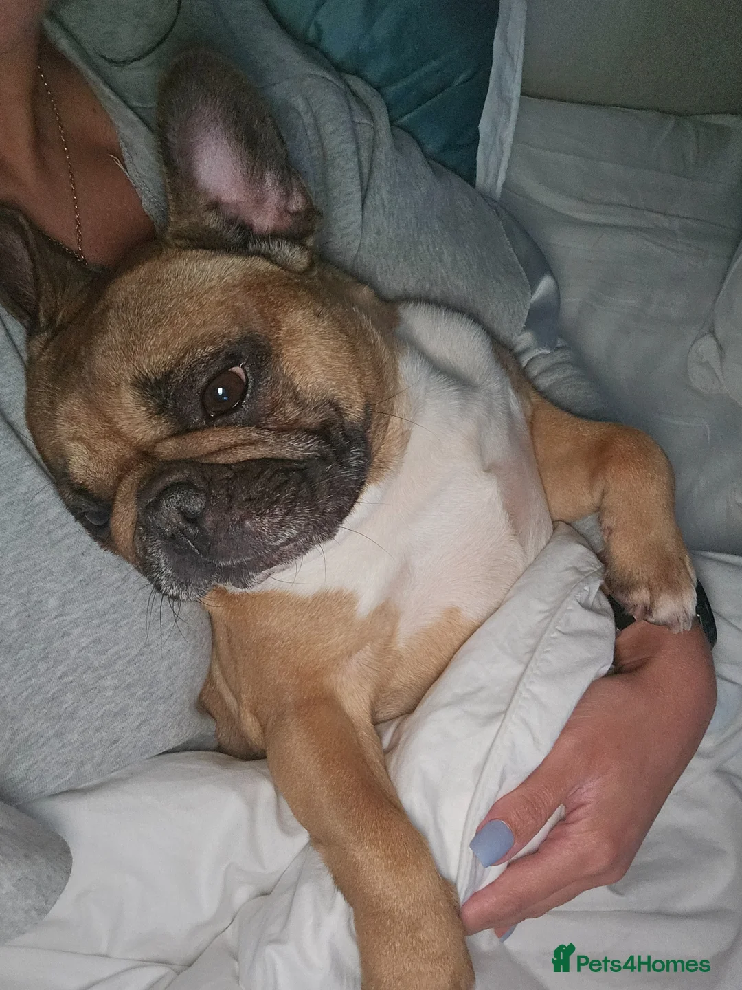 French Bulldog dogs for adoption: Meet Colin  - Advert 13