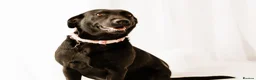 Labrador Retriever dogs for sale: Purebred Labrador Puppies in Lochgelly - Advert 1