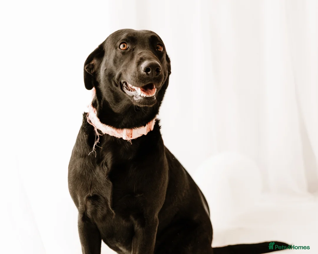 Labrador Retriever dogs for sale: Purebred Labrador Puppies in Lochgelly - Advert 1