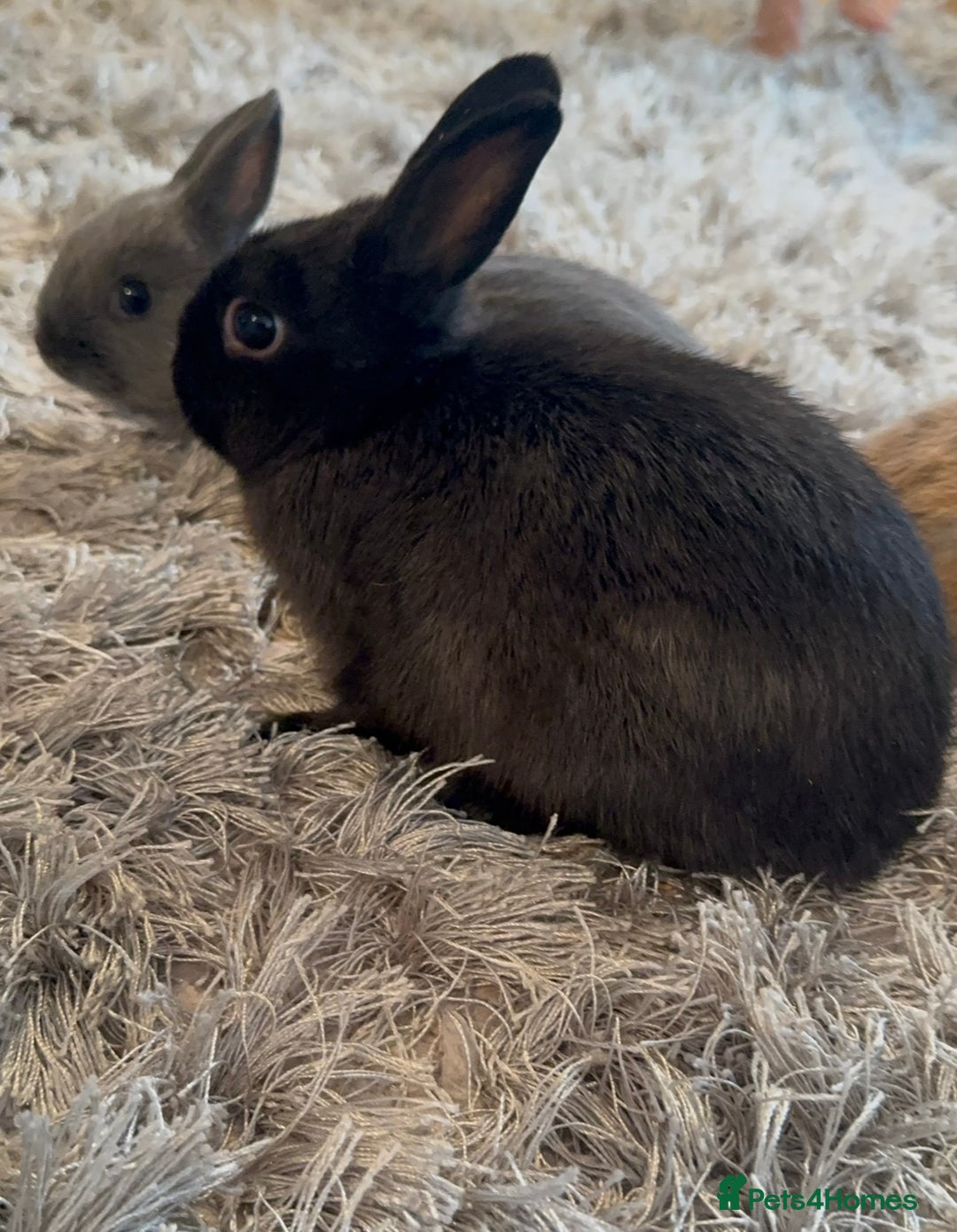 Netherland Dwarf rabbits for sale: Pure Bred Netherlands Dwarf Bunnies  - Image 11