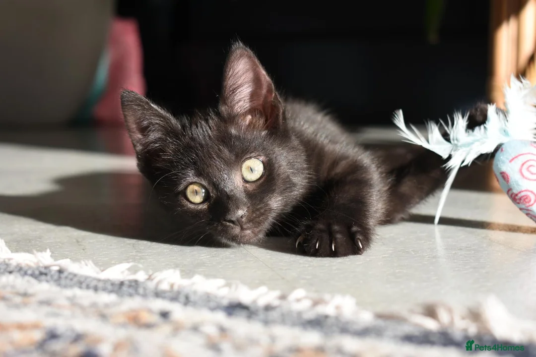 Mixed Breed cats for sale: Two Gorgeous Black Kittens Looking for Loving Home - Advert 11