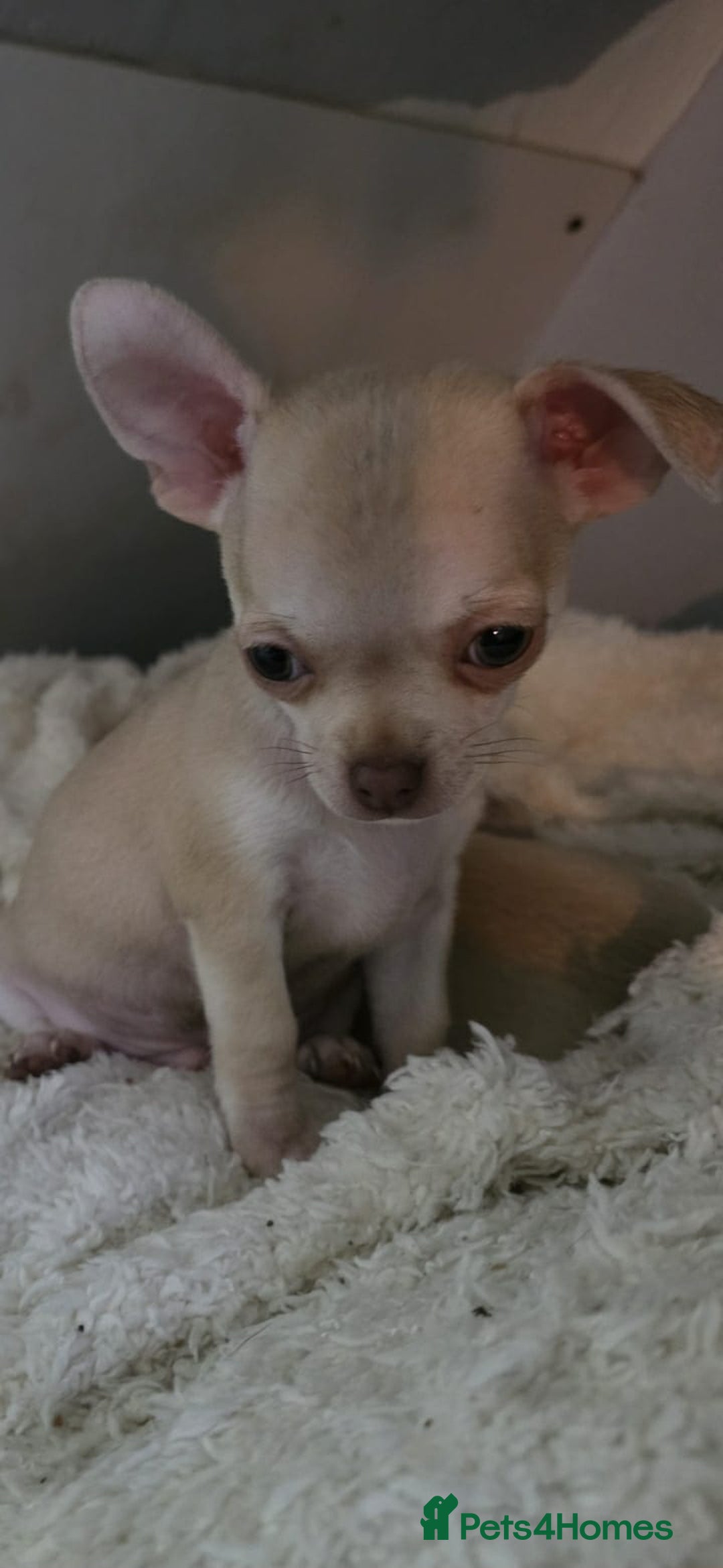 Chihuahua dogs for sale: 4 boys chihuahua puppies  - Advert 12