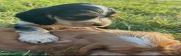 Cocker Spaniel dogs for sale: Stunning KC Reg Show type Cocker Spaniel puppies  - Advert 18