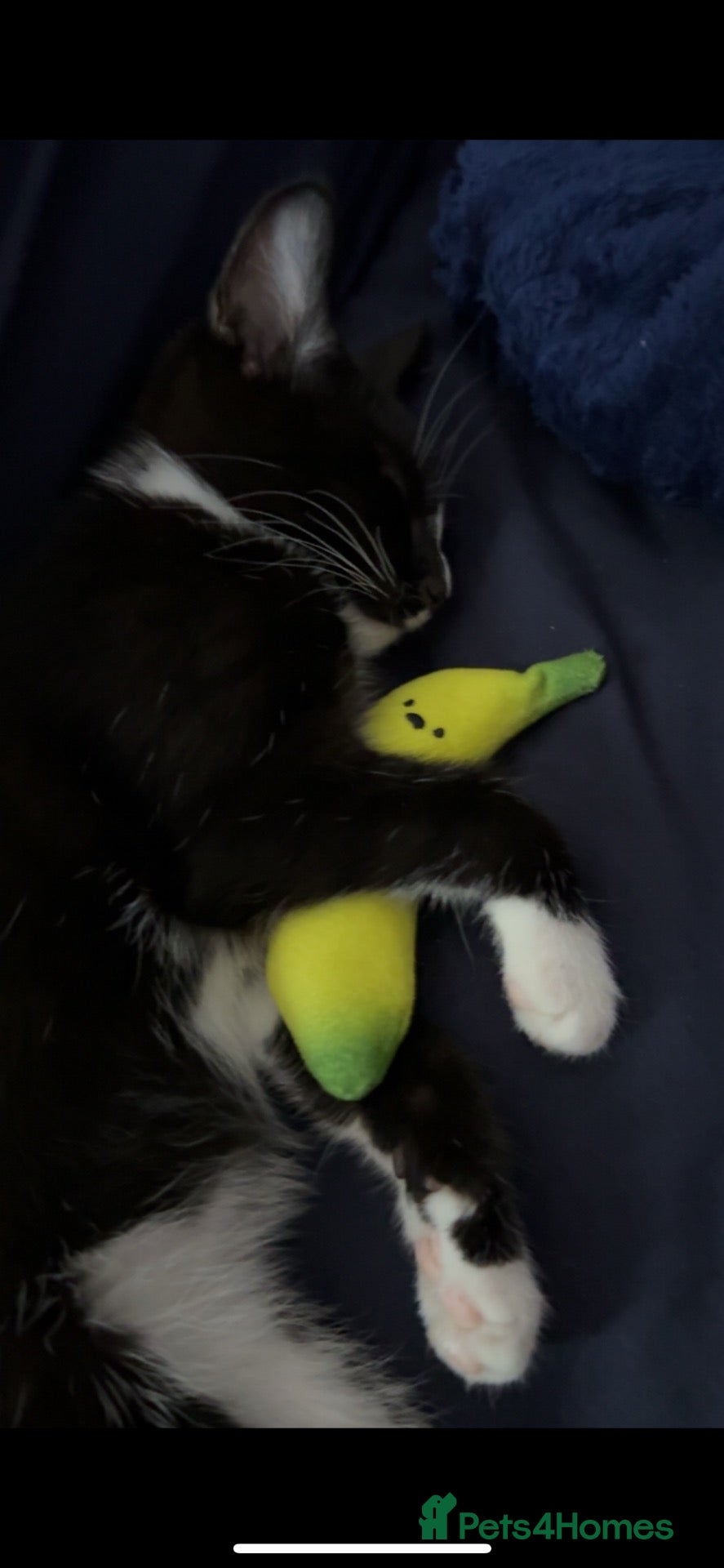 Mixed Breed cats 6 month male tuxedo for sale  - Advert 3