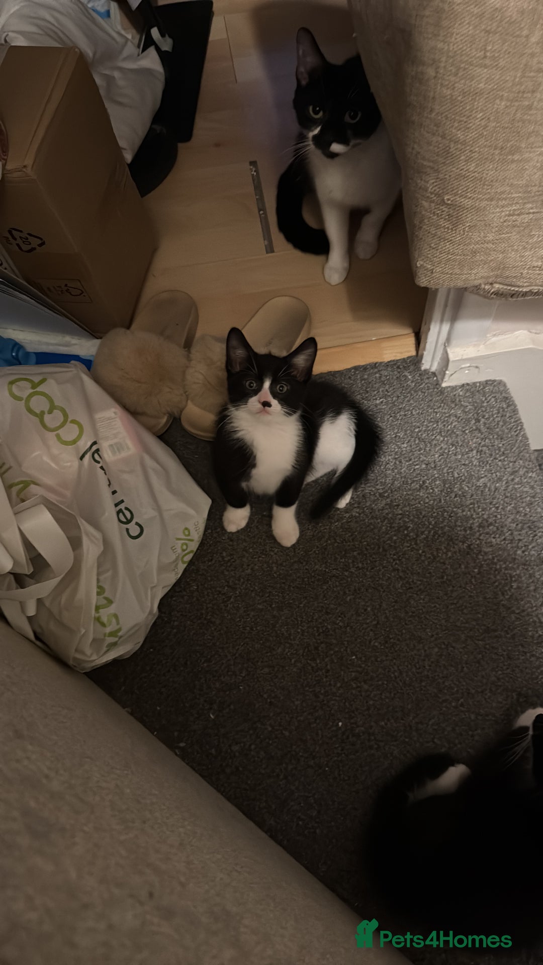 Domestic Shorthair cats for sale: 3 lovely black and white kittens - Image 21