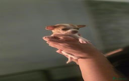 Chihuahua dogs for sale:  **  chihuahuas  - Advert 8