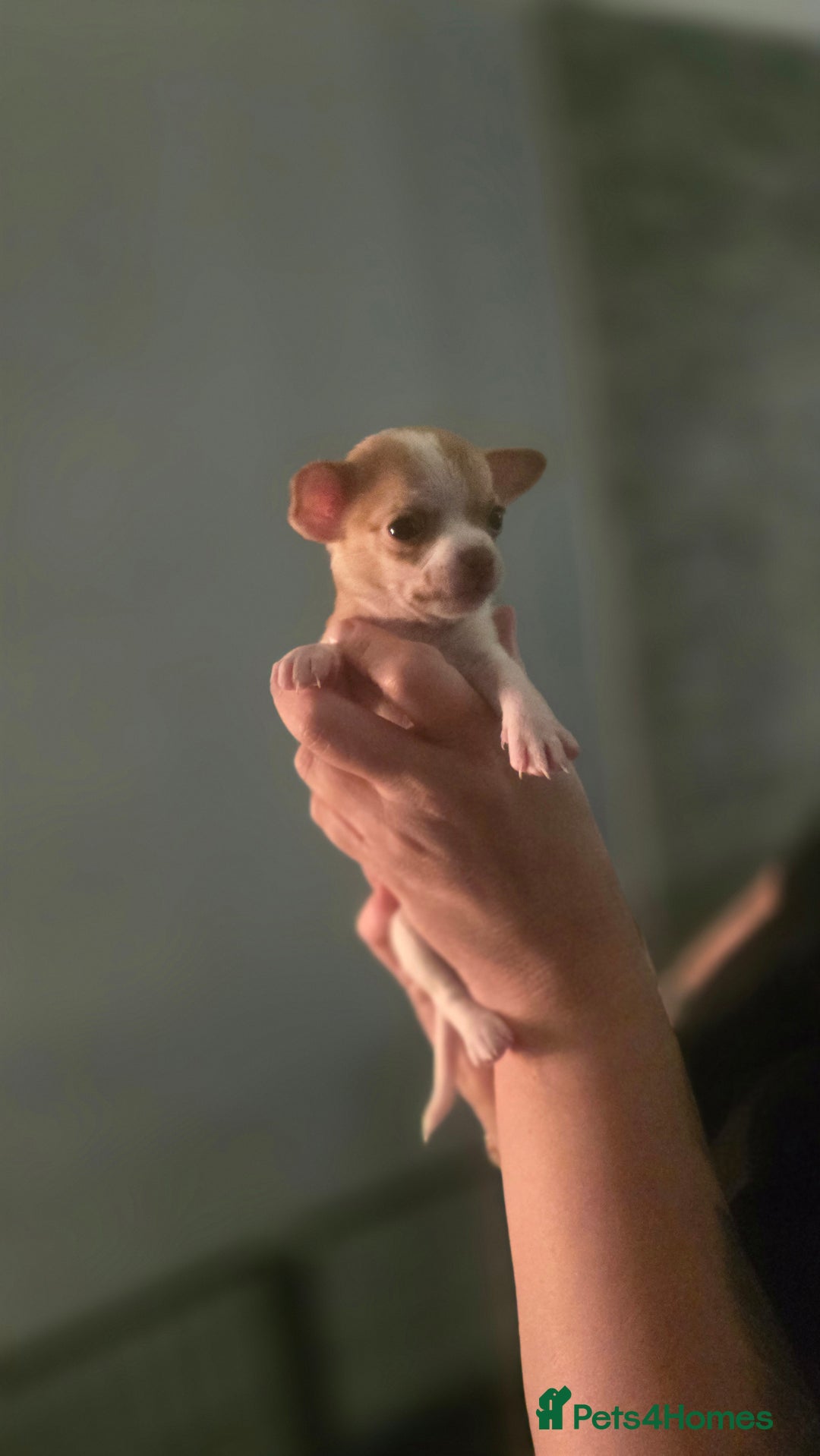 Chihuahua dogs for sale:  **  chihuahuas  - Advert 8