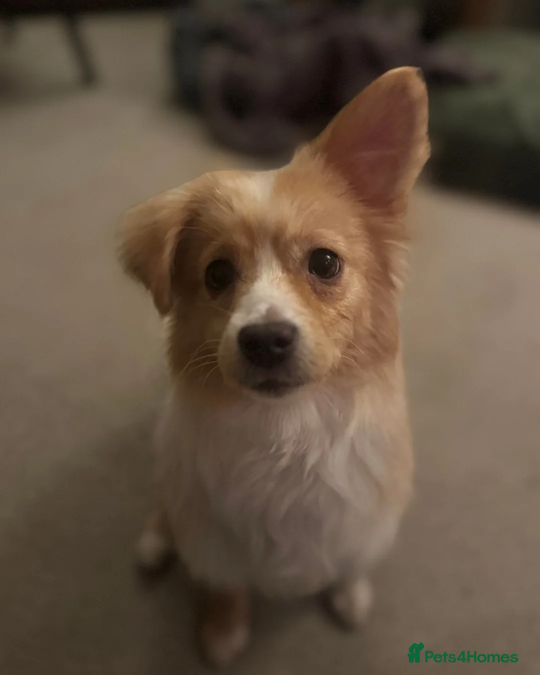 Mixed Breed dogs for adoption: Happy Harmony - Advert 4