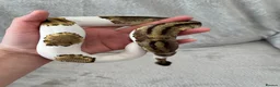 Python Snake reptiles for sale: Pied royal python & set up in Daventry - Advert 3