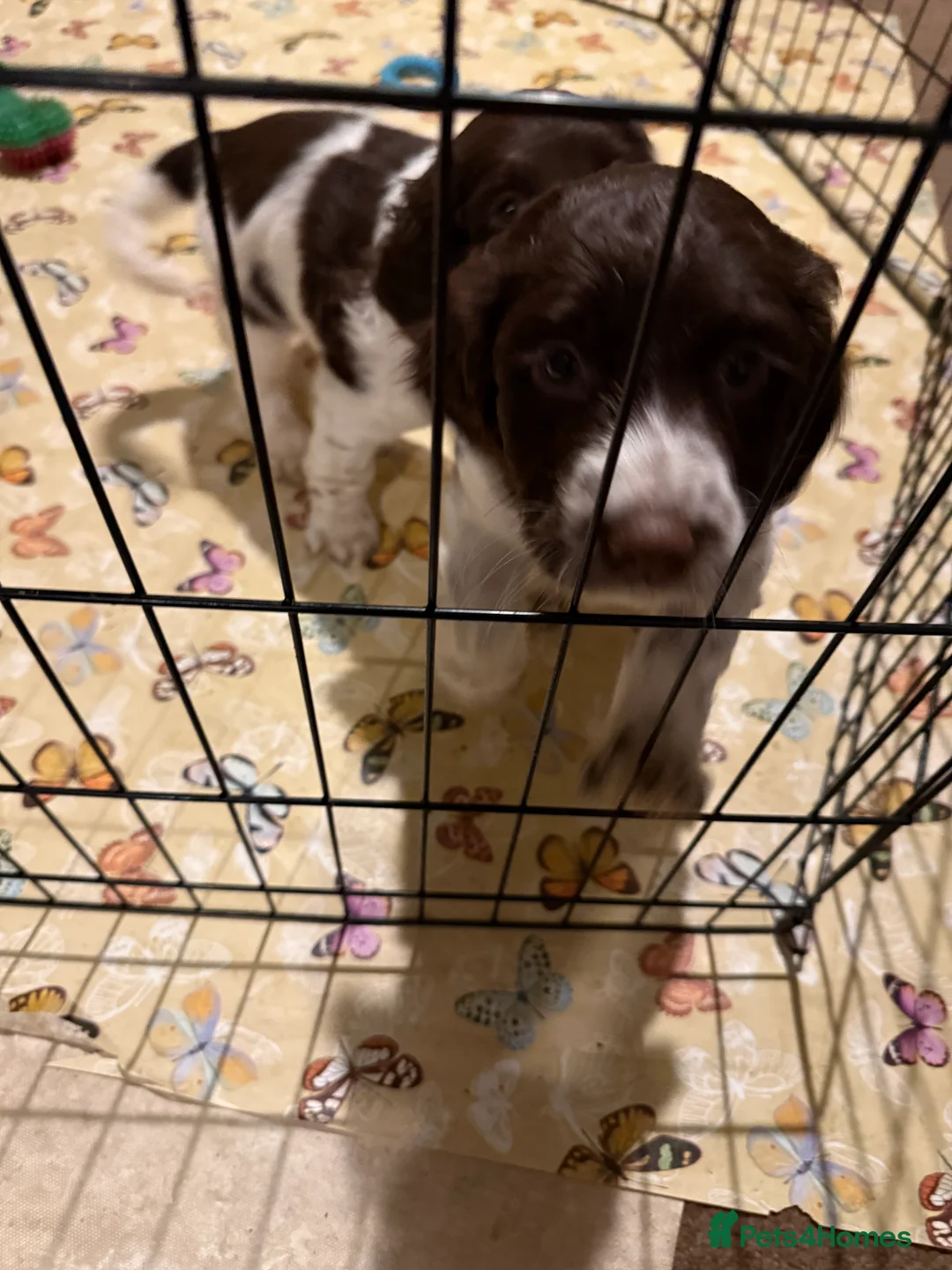 English Springer Spaniel dogs for sale: English springer spaniels  - Advert 7