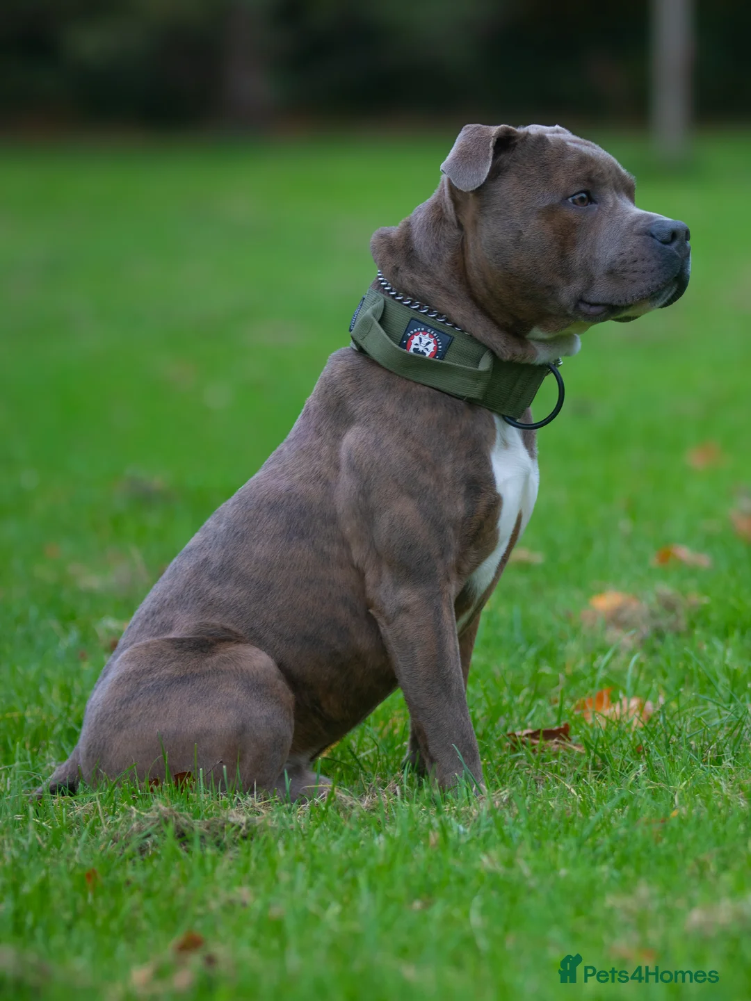 Staffordshire Bull Terrier dogs for stud: PROVEN Blue Brindle Staffordshire Bull Terrier  - Advert 3