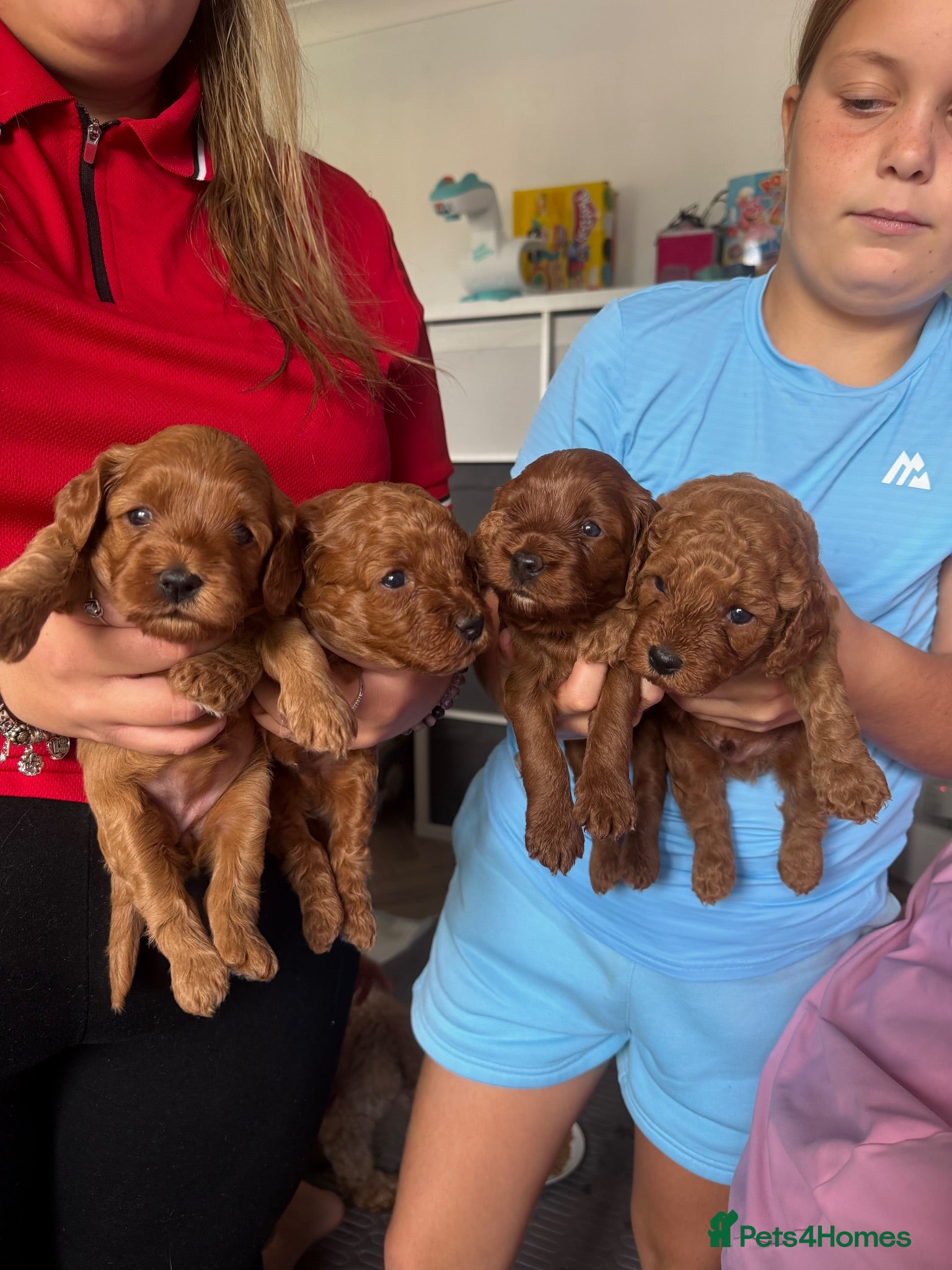 Cavapoo dogs F1b fox red Cavapoos  - Advert 18