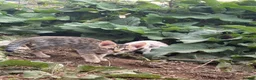 Savannah cats for sale: F5 SBT SNOW & BST SAVANNAHS KITTENS - Advert 15