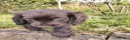 Cocker Spaniel dogs for sale: 2 cocker girls - Advert 13