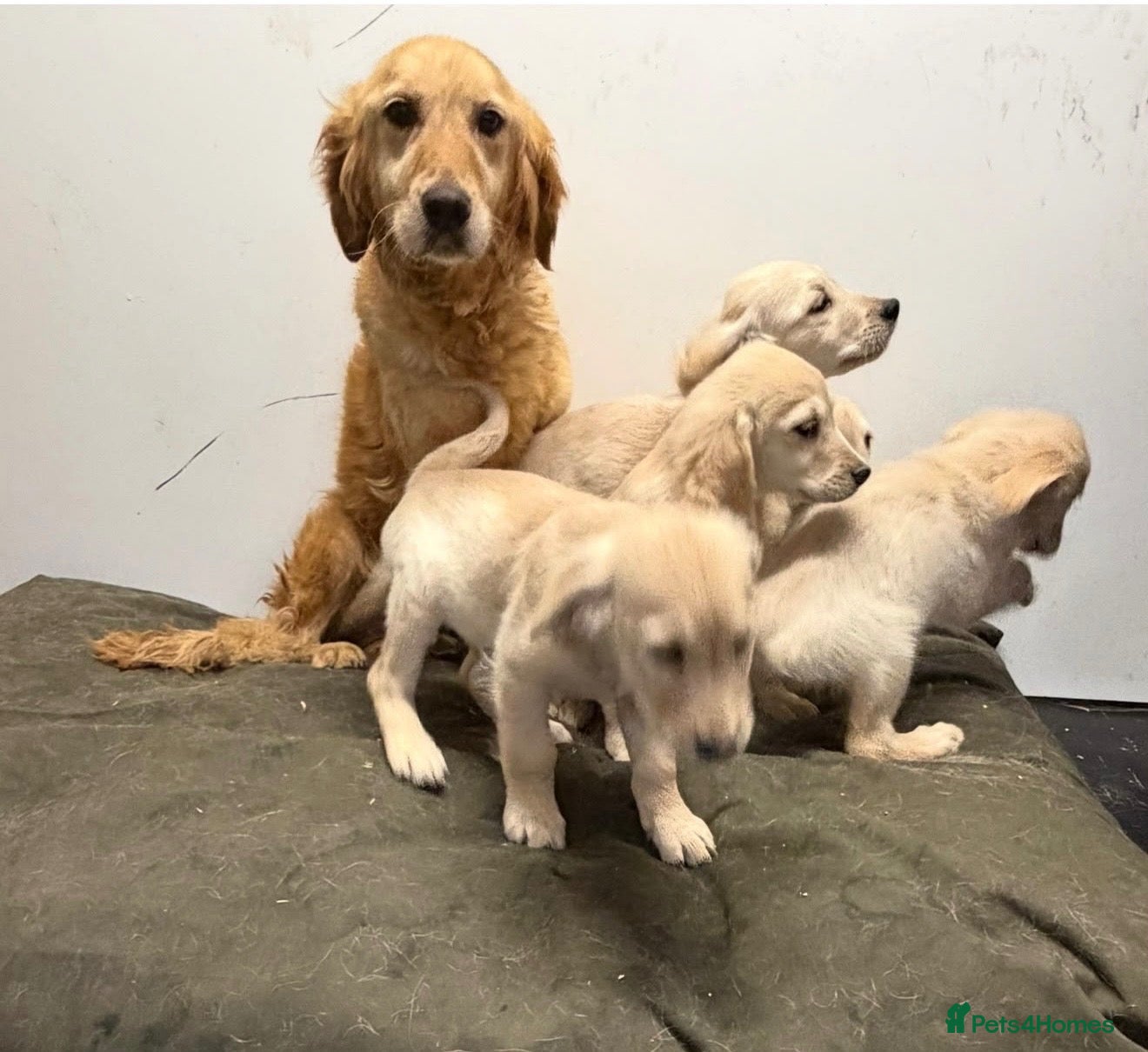 Golden Retriever dogs KC registered golden retriever puppies  - Advert 1