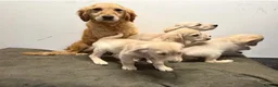 Golden Retriever dogs for sale: KC registered golden retriever puppies  - Advert 1