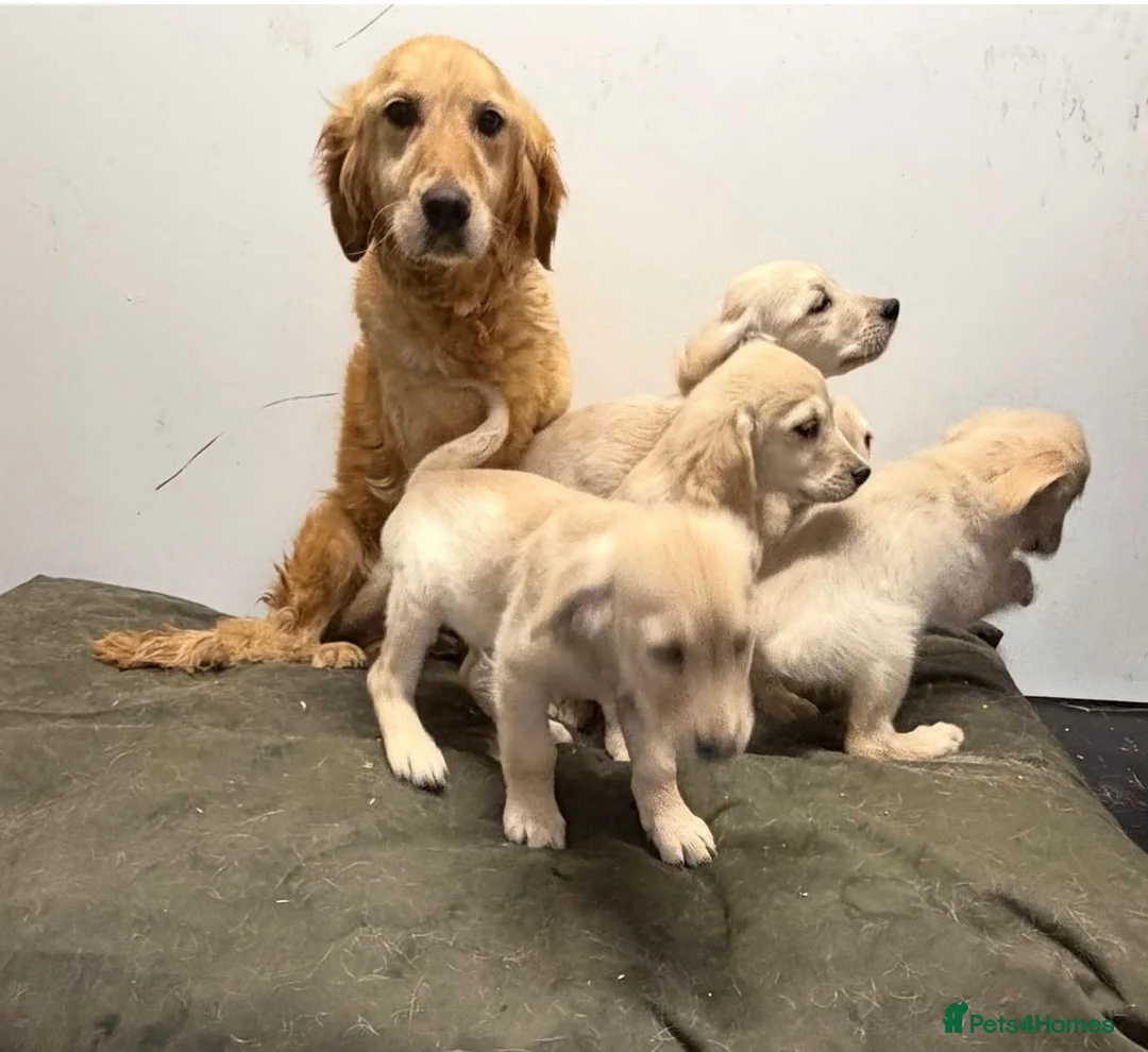 Golden Retriever dogs for sale: KC registered golden retriever puppies  - Advert 1