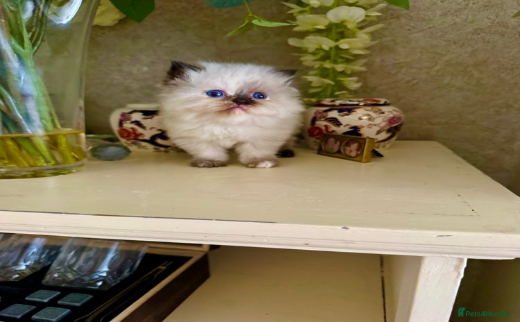 Birman cats - Advert 1