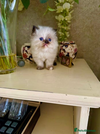 Birman cats - Advert 1