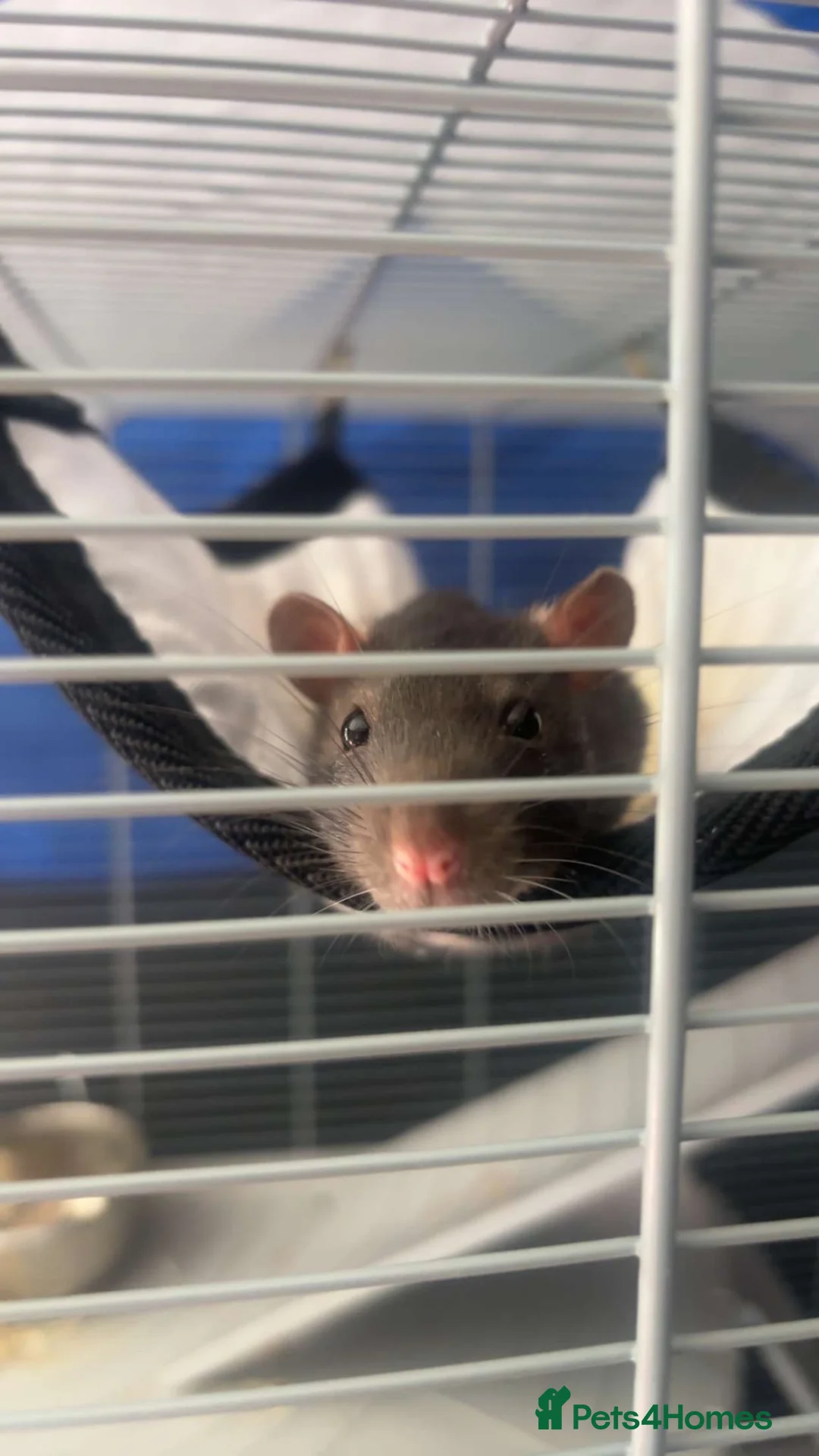 Rat rodents for sale: 2 male rats  in Musselburgh - Advert 2