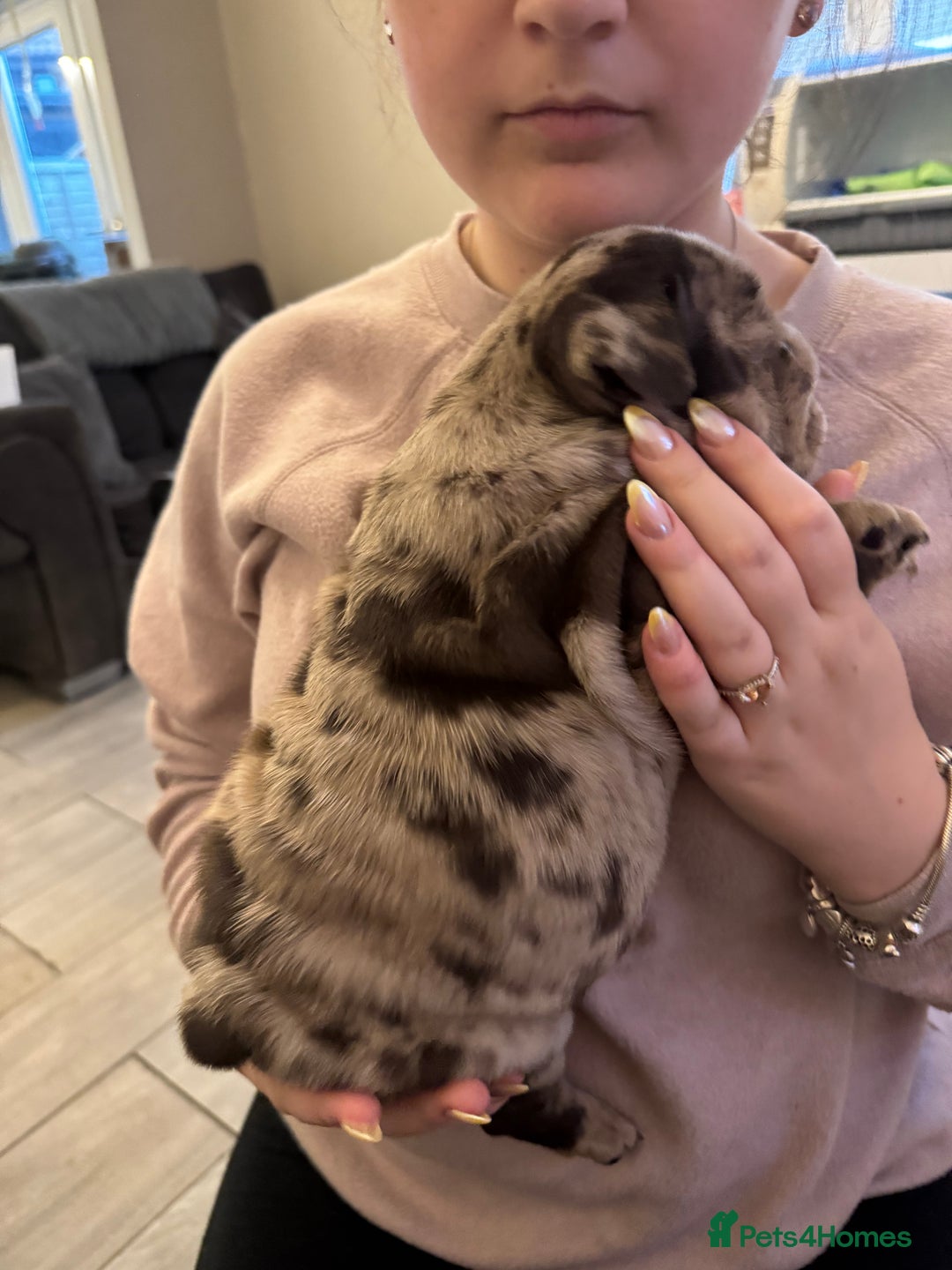 English Bulldog dogs for sale: Bettie & 007 babies short compact   - Image 12