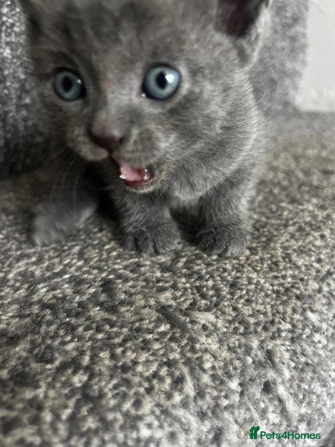 Mixed Breed cats for sale: Russian Blue x Russian Blue/British shorthair  - Advert 2