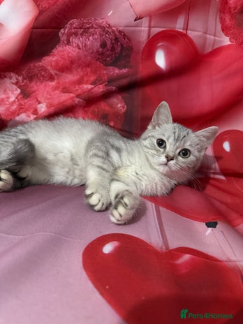 British Shorthair cats - Advert 5