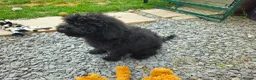Cockapoo dogs for sale: Cockapoo F2  2x Girls Left - Advert 11