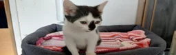 Mixed Breed cats for sale: 6 kitties looking for new forever homes - Advert 13