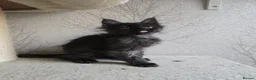 Maine Coon cats for sale: READY NOW Black Smoke Maine Coon Kitten - Advert 11