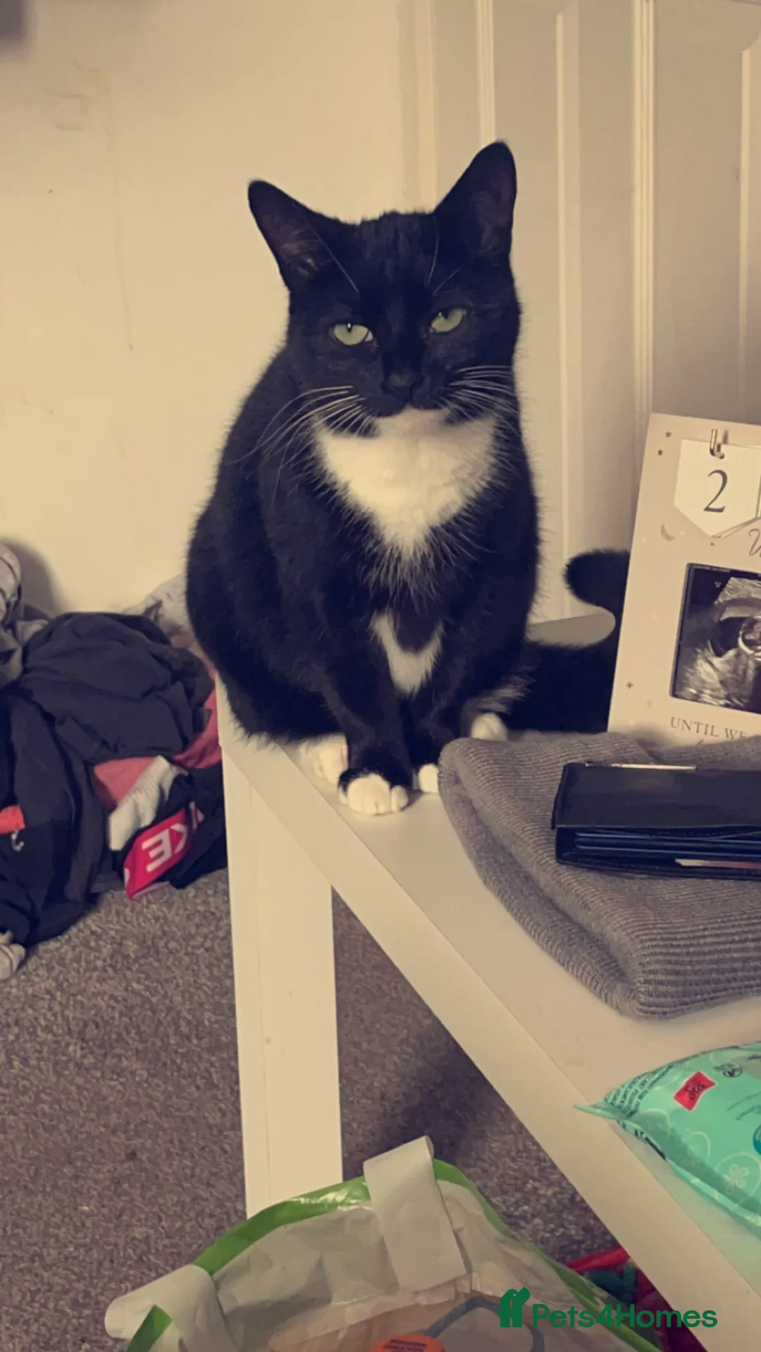 Mixed Breed cats for sale: Female cat needing rehomed  - Advert 6