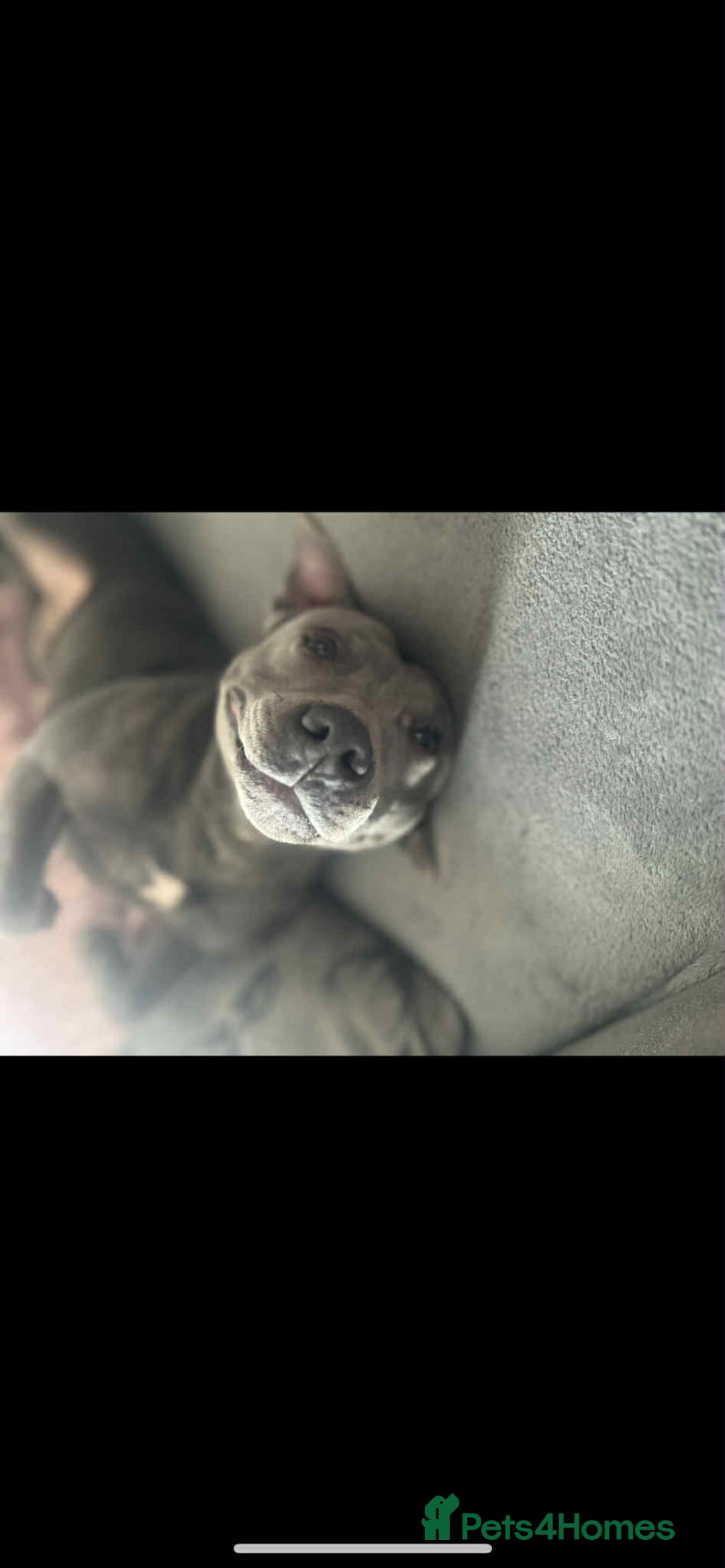 Mixed Breed dogs for sale: Staff babygirl - Aged 5  - Image 1