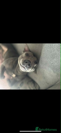 Mixed Breed dogs - Advert 13