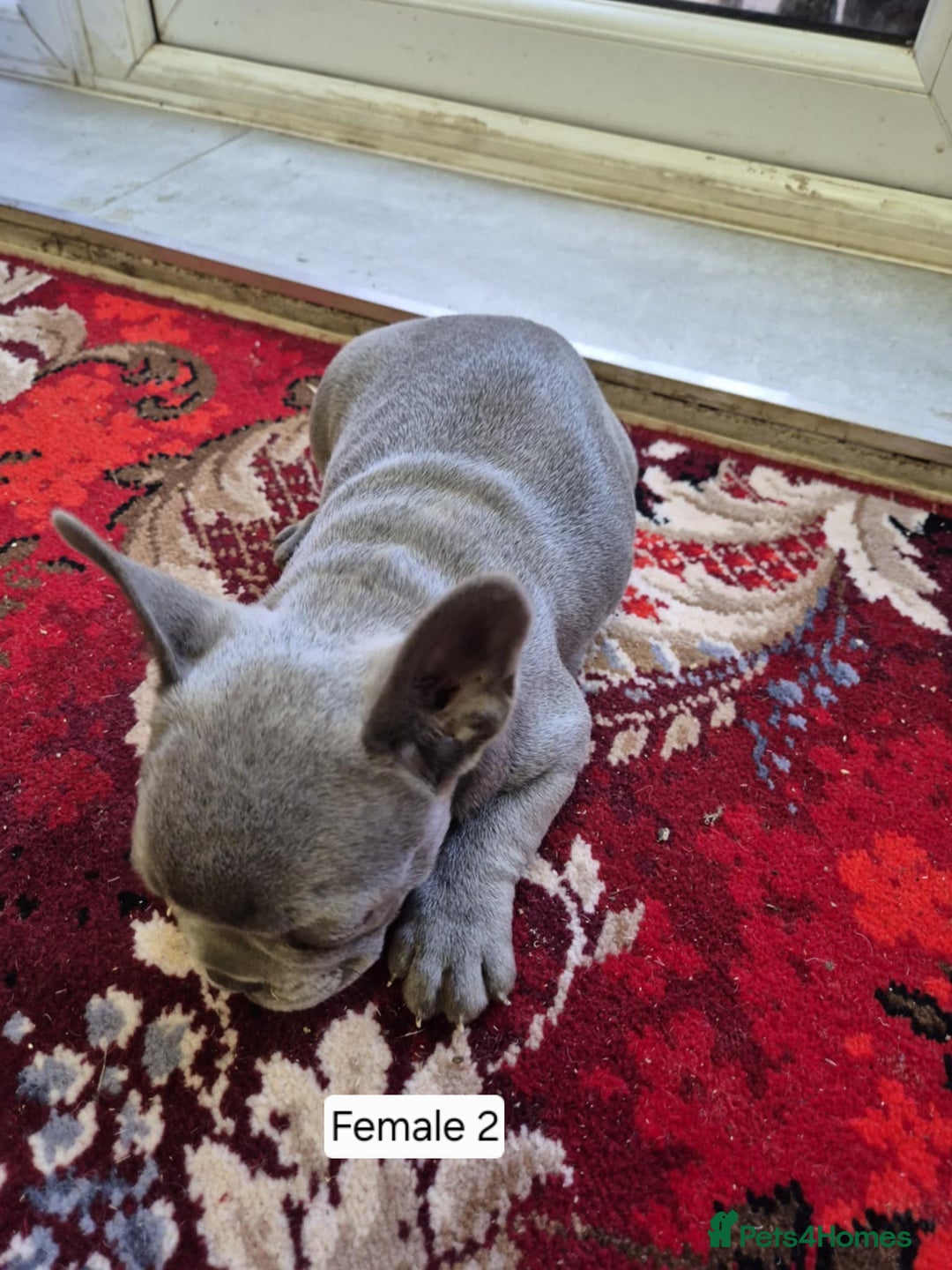 French Bulldog dogs for sale: French Bulldog Puppies  - Image 34