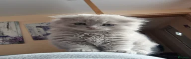 Scottish fold longhair blue boy Kitten 2