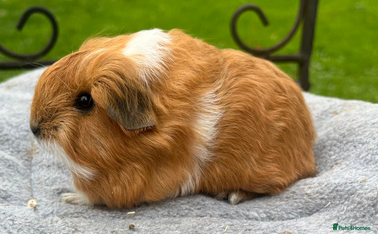 Guinea Pig rodents - Advert 2