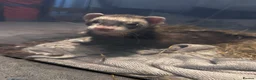 Ferret rodents for sale: Female ferret with indoor cage - Advert 2