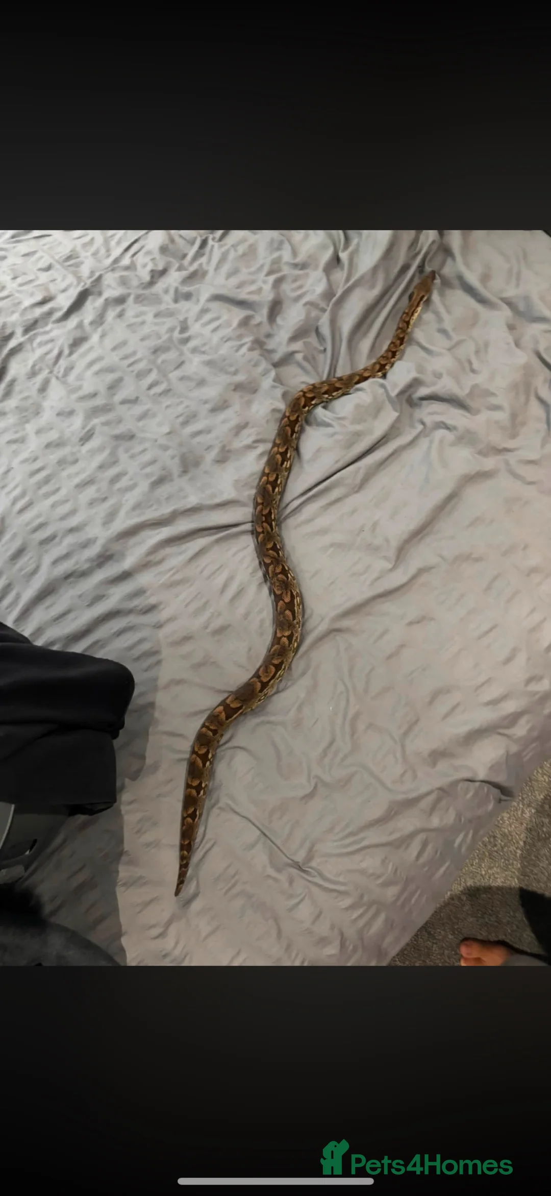 Boa Snake reptiles for sale: Female Dumerils boa  - Advert 2