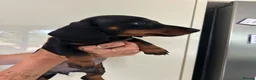 Dachshund dogs for sale: 2 black & tan Dachshund puppy’s READY NOW   - Advert 6