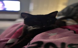 Ragdoll cats for sale: Kitten for sale - Advert 3