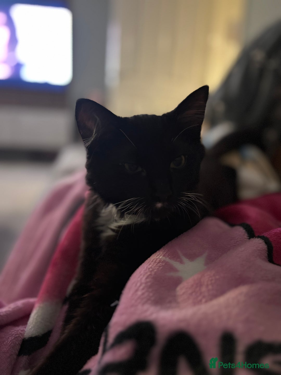 Ragdoll cats for sale: Kitten for sale - Advert 3