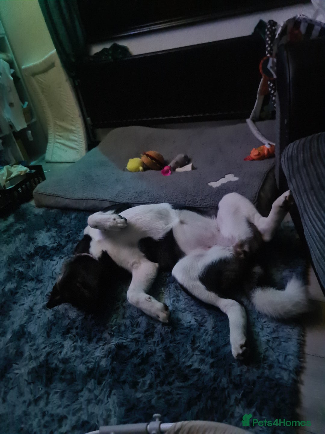 Akita dogs for sale: 13 month old Female Akita - Advert 3