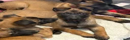 Belgian Shepherd Dog dogs for sale: Belgian Malinois Puppies - Ready to leave! - Advert 12
