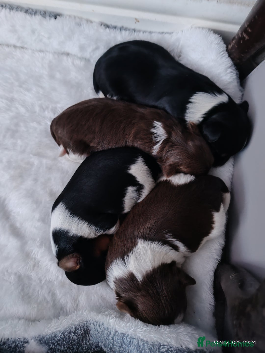 Biewer Terrier dogs for sale: 4 biewer Yorkshire terrier puppies for sale  - Advert 8