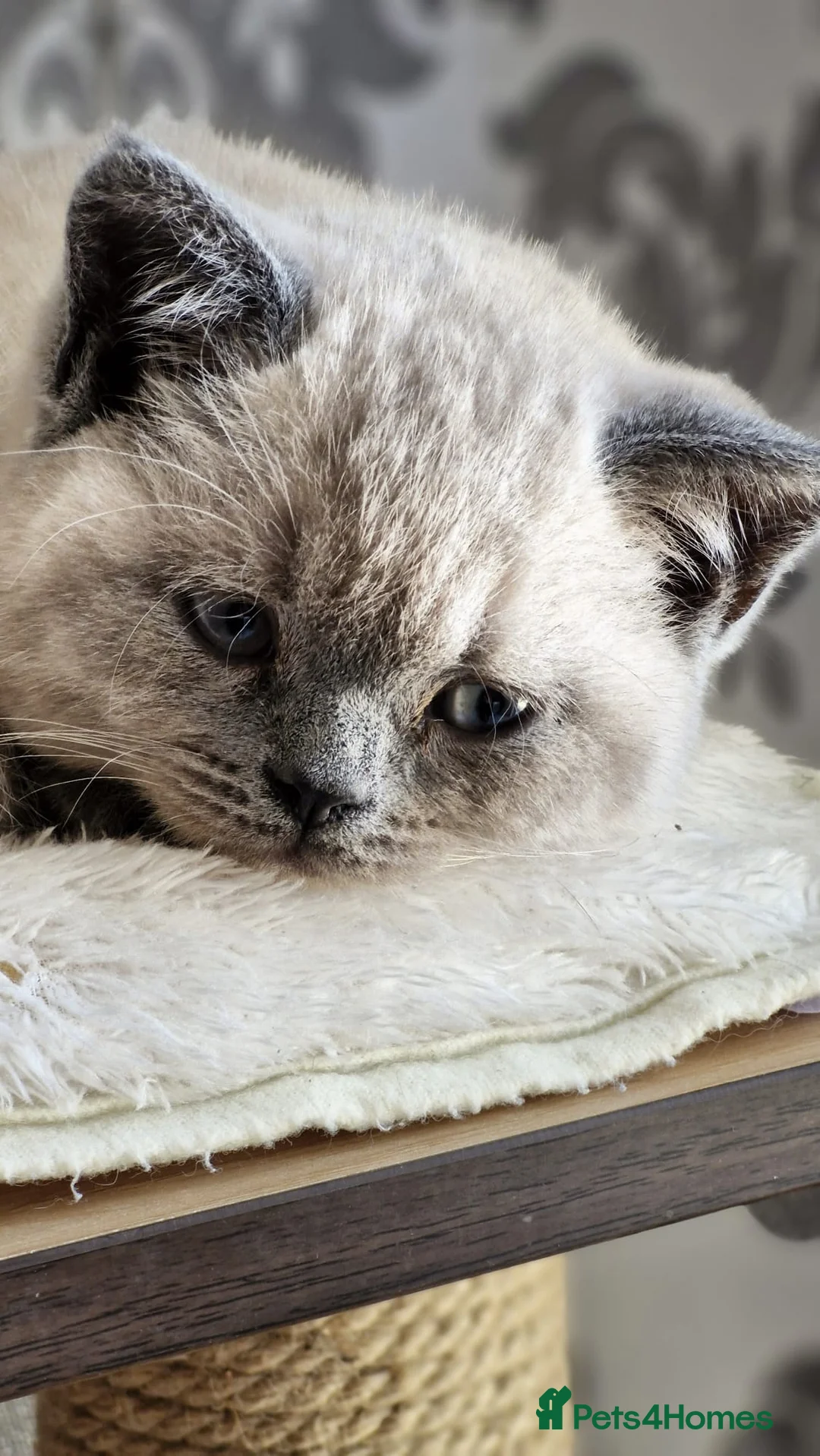 British Shorthair cats for sale: Adorable Purebred British Shorthair Kittens in Oldbury - Advert 16