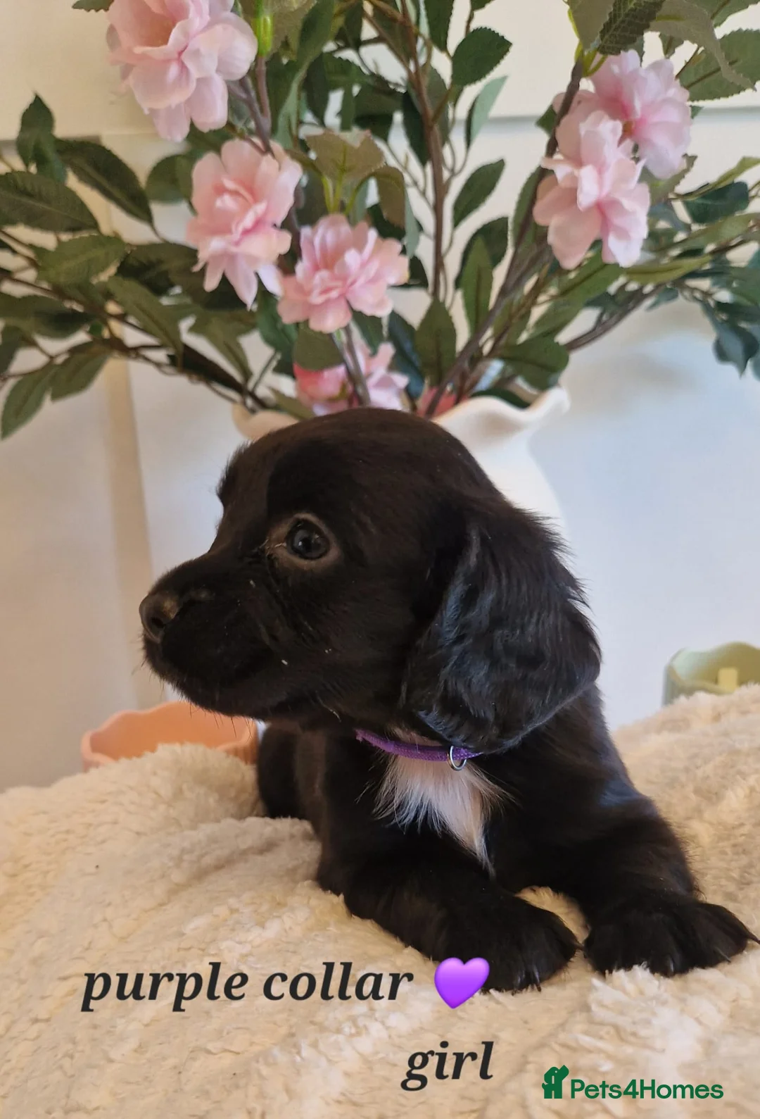 Sprocker dogs for sale:  Beautiful Sprocker puppies  in Pontypool - Advert 1