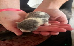 British Longhair cats for sale: 💕 Beautiful litter of BLH Kittens 💕 - Image 13