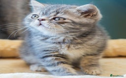 Exotic cats for sale: Exotic Kitten 1 - Pure breed beautiful chunky boy Exotic - Image 10