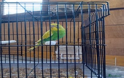 Budgerigars birds for sale: Budgies  - Image 5