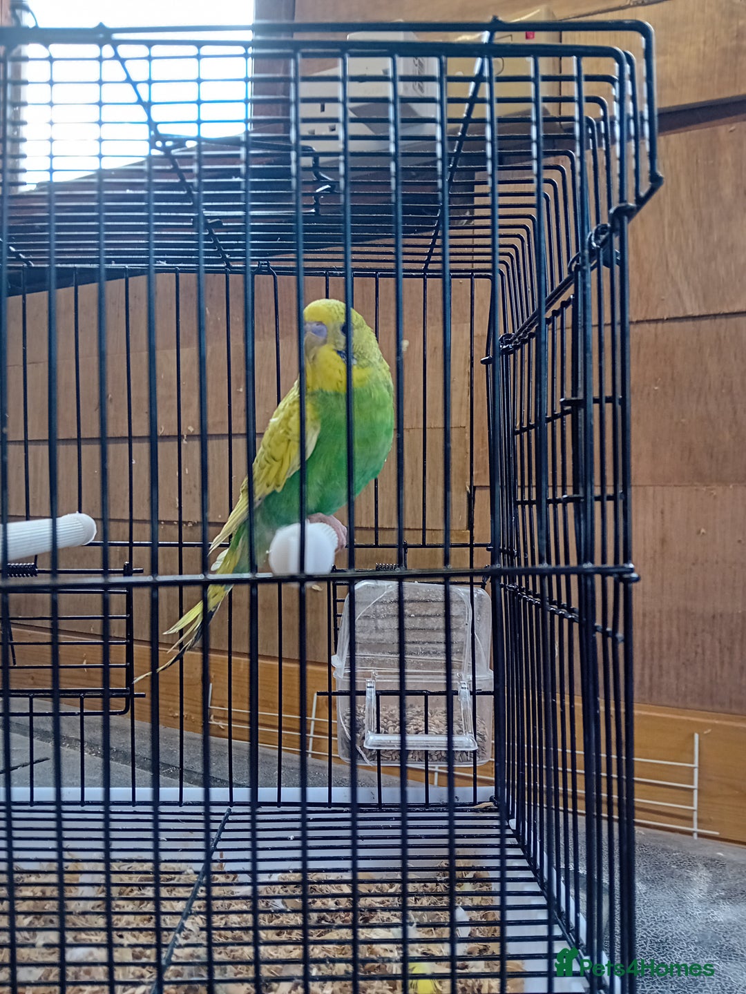 Budgerigars birds for sale: Budgies  - Image 5